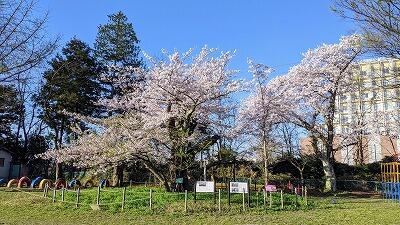 五代桜